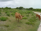 Cows On Anegada